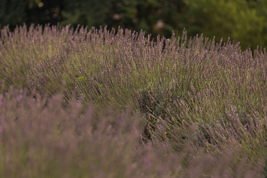 TN Lavender Milk Chocolate Bar